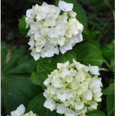 Hydrangea Macrophylla Madame Emile Mouill Re