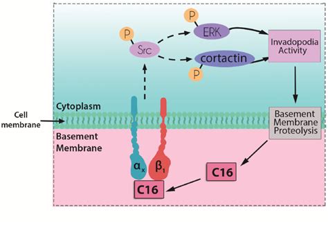 Diagram Showing Cellular Events Related To Invadopodia Formation