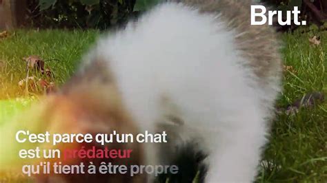 Mais Pourquoi Les Chats Ont Ils Une Langue R Peuse Vid O Dailymotion