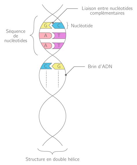 Kartable 2nde Svt Spécifique Exercices De Connaissances Réaliser Un Schéma De La