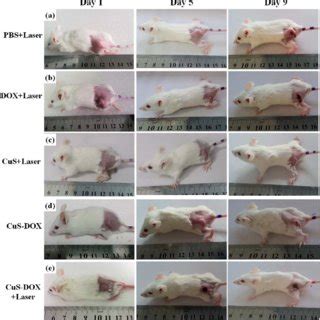 Representative Photos Of The 4T1 Tumor Bearing BALB C Mice Treated With