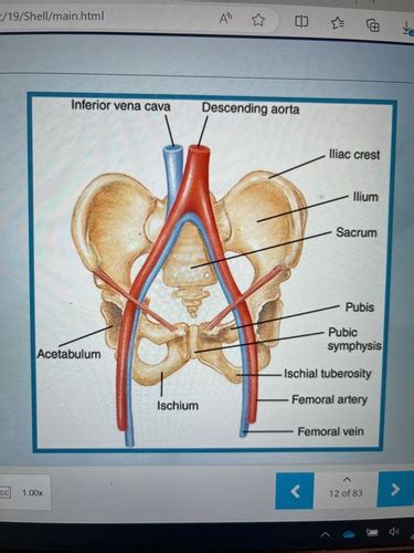 Chapter 6 Pelvis Flashcards Quizlet