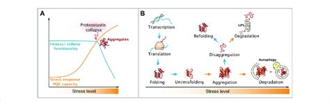 Influence Of Proteostatic Stress On Cellular Fitness A Upon Increase