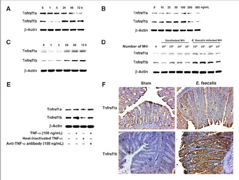 Tnf A Increases Tnfrsf B Receptors A Expression Of Tnfrsf B