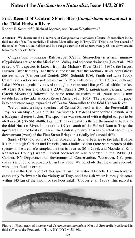 Brook Silverside Mouth