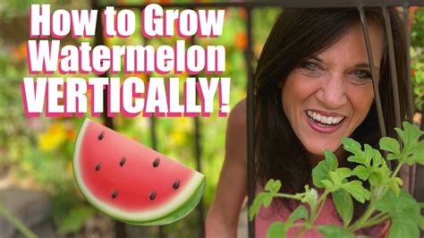 How to Grow LOTS of Watermelon – Vertically on a Trellis – in Garden Beds & Containers! 🍉🌱 ...