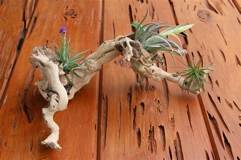 Wholesale Grapewood Branches With Air Plants Rustic Tillandsia