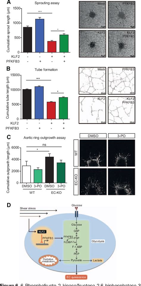 Figure 2 From Laminar Shear Stress Inhibits Endothelial Cell Metabolism