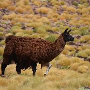 Llama - Facts, Diet, Habitat & Pictures on Animalia.bio