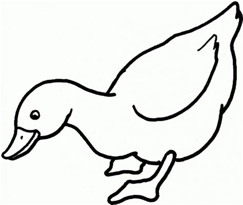 Coloriage Canard Curieux télécharger et imprimer gratuit sur