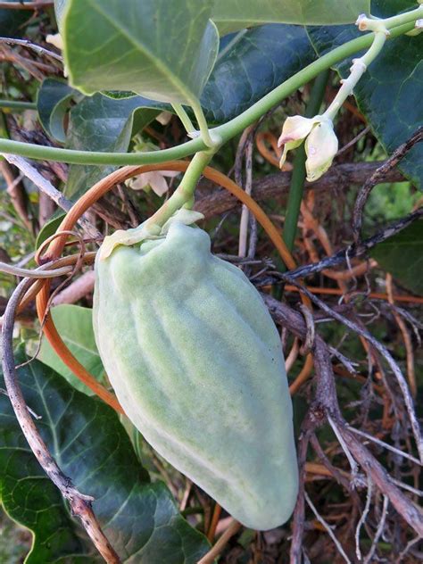 Araujia Sericifera Profile California Invasive Plant Council