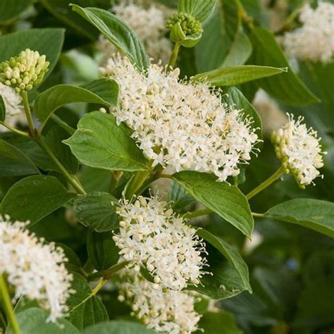 Cornus Sericea Flaviramea Canadese Kornoelje 60 80 Cm Pot Bol