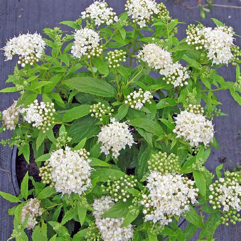 Spiraea japonica Albiflora Höstspirea Buskar