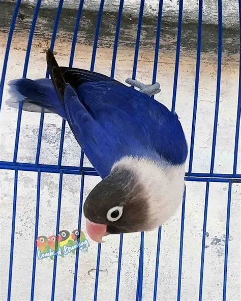 Opaline D Blue Sf Violet Lovebirds Mutations In 2024 African