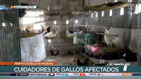 Telemetro Reporta On Twitter Galleros De Panam Oeste Piden A Las