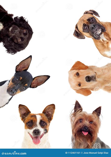 Differents Dogs Looking At Camera Stock Image Image Of Friend Head