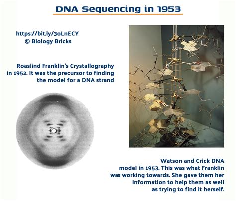 Rosalind Franklin Discovery Of Dna At Vanbronsonblog Blog