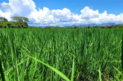 Siembra de arroz avanza a buen ritmo Decisiones Panamá