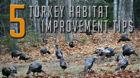 5 Tips To Attract More Turkeys Youtube