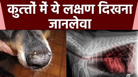 Cancer In Dogs Mouth Symptoms In Hindi - Infoupdate.org