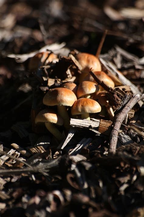 Pilze Wald Pilz Kostenloses Foto Auf Pixabay Pixabay