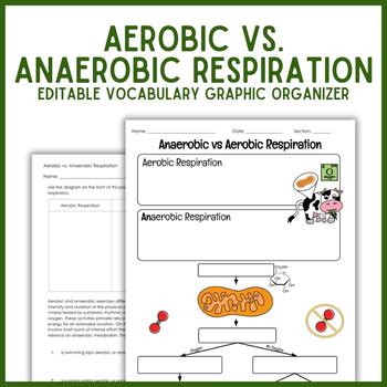 Aerobic Vs Anaerobic Respiration Vocabulary Graphic Organizer Biology