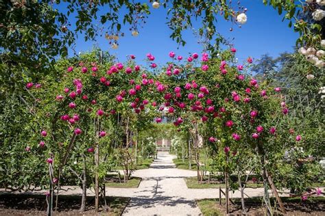 Pérgola de rosas em um jardim francês Foto Premium