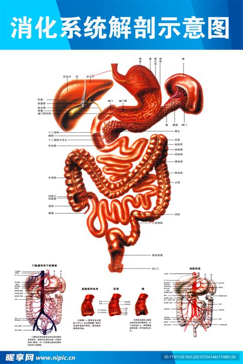 消化系统解剖示意图设计图psd分层素材psd分层素材设计图库昵图网