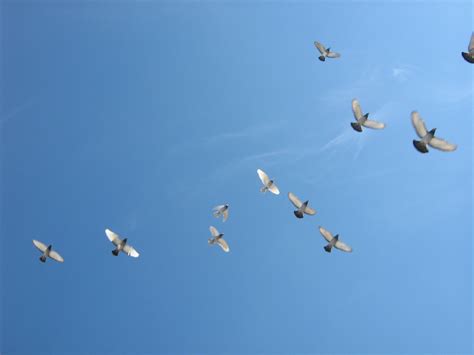 fileflying birdsjpg wikimedia commons