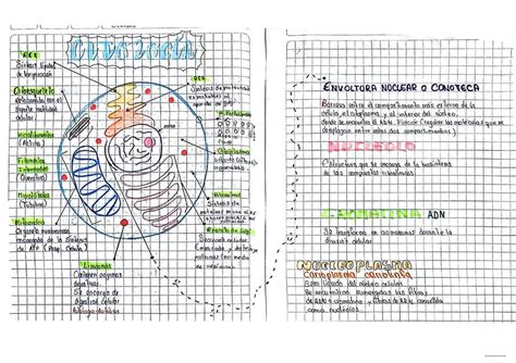 CITOLOGÍA Amin uDocz