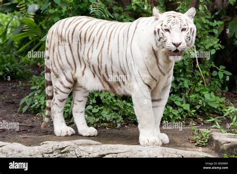 Portrait Of A Bengal White Tiger Stock Photo Alamy