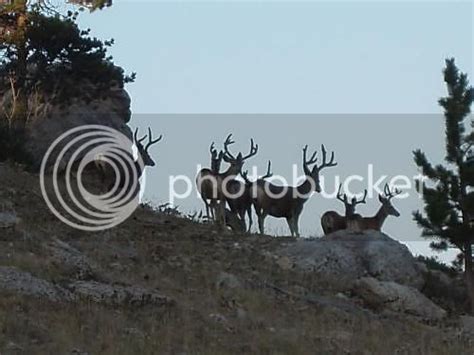 A Few Big Buck Photos Mule Deer Fanatic