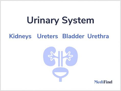 Urologist How To Find A Great Urinary Tract Doctor Medifind