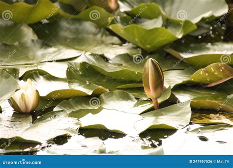 Pink water lily in pond stock photo. Image of water - 247957526