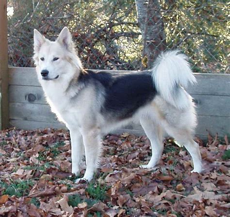 Husky German Shepherd Wolf Mix | PETSIDI