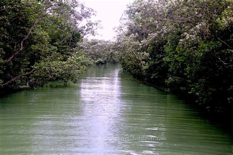 Singapore Plants Lover: Mangrove Trees At Pasir Ris Park