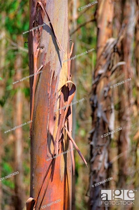 Eukalyptus Eucalyptus 13 Stock Photo Picture And Low Budget Royalty