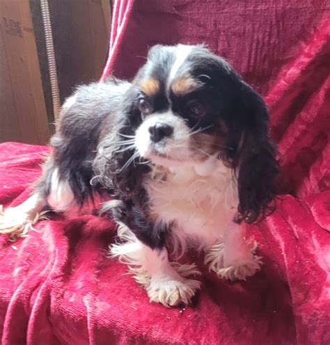 Dog for Adoption - HONEY 701, a Cavalier King Charles Spaniel in ...