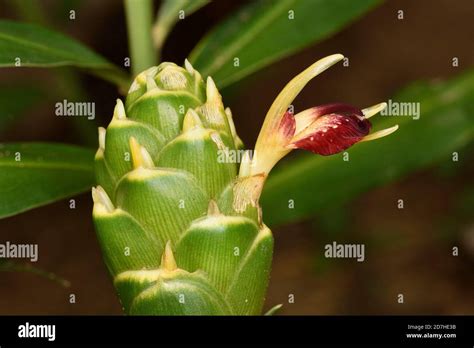 Zingiber Officinale Flower