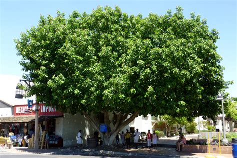 How Much Water Does A Ficus Tree Need In Arizona Jess Kenny