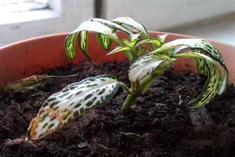 Фиттония микс: уход в домашних условиях, пересадка, вредители и болезни