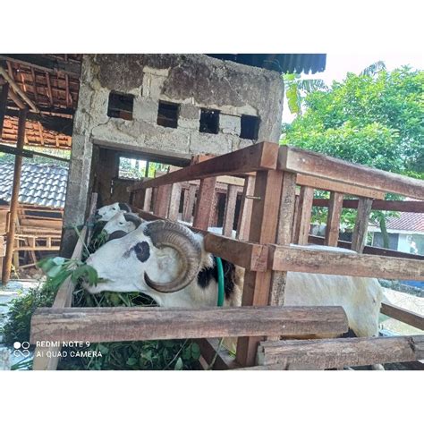 Jual Domba Kurban Kambing Kurban Domba Akikah Free Ongkir Free