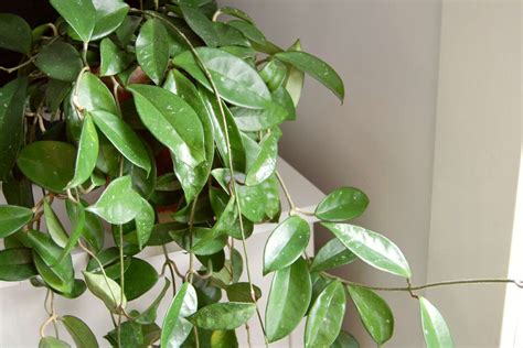 Vine House Plants Rilierolland