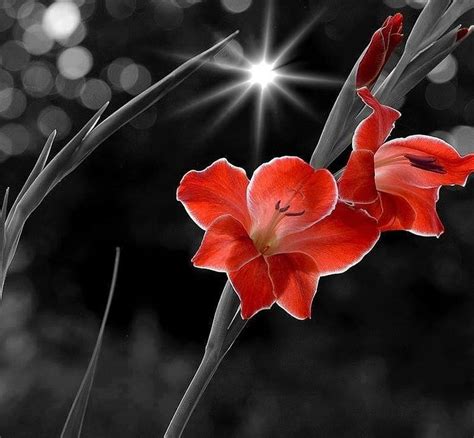 Gladiolus Flower Pretty Red Hd Wallpaper Peakpx