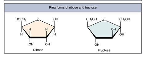 Difference Monosaccharide, Disaccharide, Polysaccharide