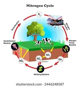 Nitrogen Cycle Diagram Science Education Vector Stock Vector (Royalty ... 