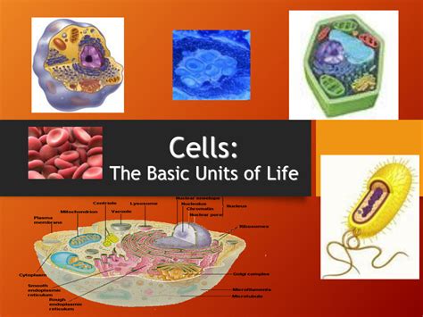 SOLUTION: Biology structure and function of cell - Studypool