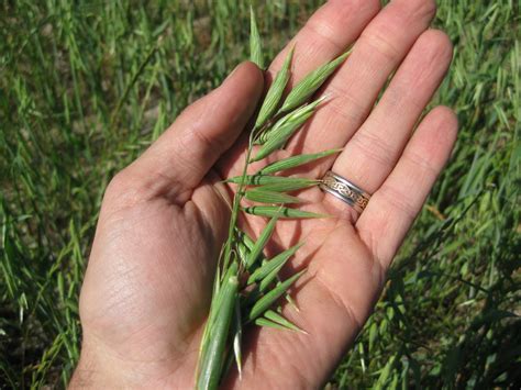 A Conventional Farm Transitions To Organic Naked Oats Progress