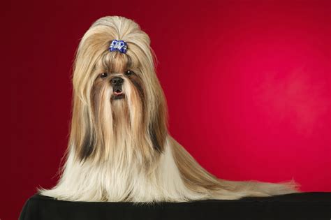 What Is the Difference Between Lhasa Apso & Shih Tzu Dog Breeds? | Animals - mom.me