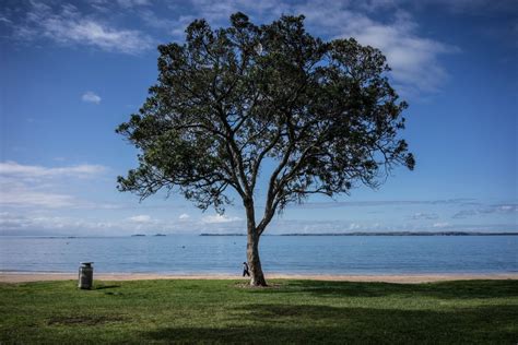 Free Images Beach Landscape Sea Coast Tree Nature Grass